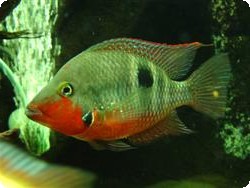 FIREMOUTH CICHLID MEDIUM